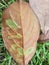 Dried jackfruit leaves