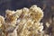 Dried Japanese Hydrangea on botanical garden. Orange flowers heads. Shallow depth of field