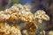 Dried Japanese Hydrangea on botanical garden. Orange flowers heads. Shallow depth of field