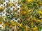 Dried johnswort leaves and flowers