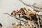 Dried Kelp and sticks on sand