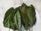 Dried kratom leaves on a white plate Mitragyna Speciosa