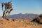 Dried land with dying tree