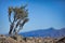 Dried land with dying tree