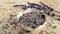 Dried lavender flowers falling from above in porcelain bowl on wooden table. Essential herb close up video