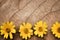 Dried leaf background with colorful flowers yellow petal blooming  or sweet singapore daisy texture top view patterns ,copy space