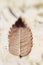 Dried leaf on birch tree bark, macro