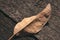 Dried leaf on decayed wooden floor