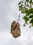 A dried leaf falls from an autumn tree