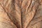 Dried leaf. Fine details, brown nature background