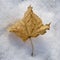 Dried leaf in snow