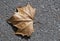 Dried leaf of a sycamore tree on the gray asphalt