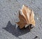 Dried leaf of a sycamore tree on the gray asphalt