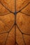 dried leaf veins creating natural patterns