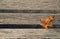 Dried leaf on a wooden bench close up. Seasonal background