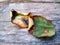 Dried leaves of the blackberry garden on the board