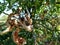 Dried leaves on a branch of an apple tree in the garden. summer, gardening, damaged, farm, drought, heat