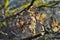 Dried leaves of an English oak, Common oak, Quercus robur, Quercus pendunculata, after winter