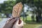 Dried leaves Keep in hand