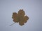 Dried leaves of trees and plants herbarium on white background