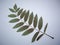 Dried leaves of trees and plants herbarium on white background