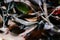 Dried leaves on the tropical jungle laying on the ground