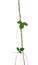 Dried liana plant with green leaves vine climbing on wh