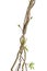 Dried liana plant with wild morning glory vine climbing isolated