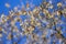 Dried light brown maple spouts in early spring