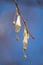 Dried linden Tilia fruits on a bare tree branch