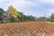 Dried lotus in the Ohori moat of the Fukuoka castle with the Fukuoka Tower in background.