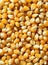Dried macro corn seeds in orange color