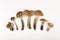 Dried magic mushrooms psilocybe cubensis