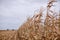 Dried maize plants being harvested