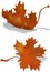 Dried maple leaf