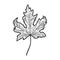 dried maple leaf sketch vector illustration