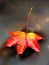 Dried maple leaf in water, floating maple leaf.