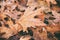 Dried maple leaves background