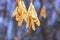 dried maple seeds on a blurred background in winter