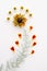 Dried marigold petals, yellow rudbeckia hirta, daisies and asparagus leaf, laid out in a pattern on a white background.
