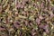 Dried marjoram