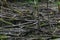 Dried marsh with old black color tree branches with moss lying o