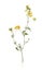 Dried meadow flowers on white background