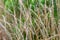 Dried Meadow Grasses Drift Softly in the Wind