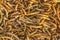 Dried mealworm background