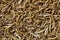 Dried Mealworms full frame image.