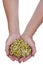 Dried medical camomile in hand
