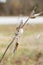 Dried Milkweed Seeds in Golden Winter Vegetation and Blurred Background