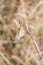 Dried Milkweed Seeds in Golden Winter Vegetation and Blurred Background