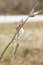 Dried Milkweed Seeds in Golden Winter Vegetation and Blurred Background